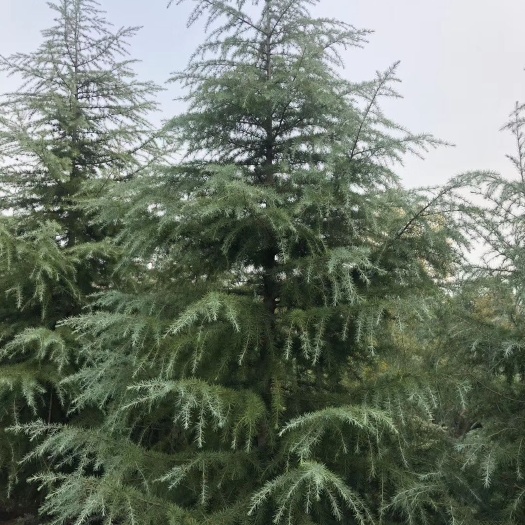 滁州 雪松1—10米