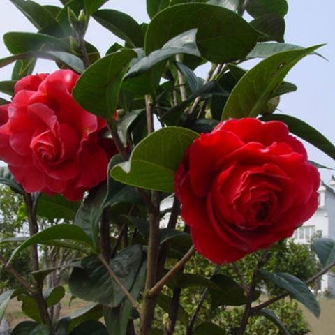 平邑县 山茶花苗       基地直销