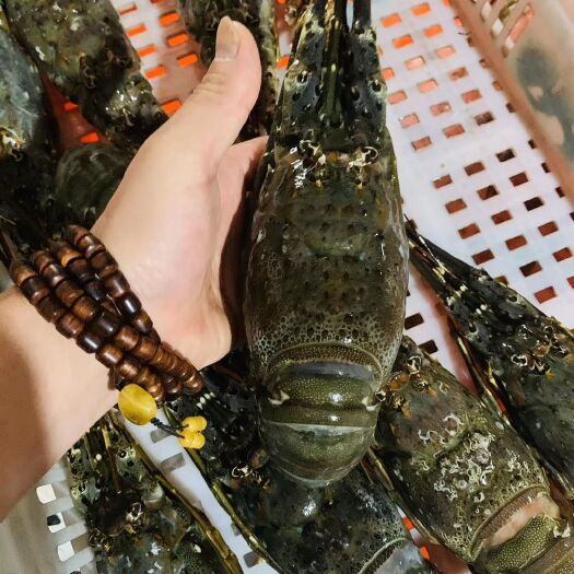 小青龙龙虾   小青龙虾