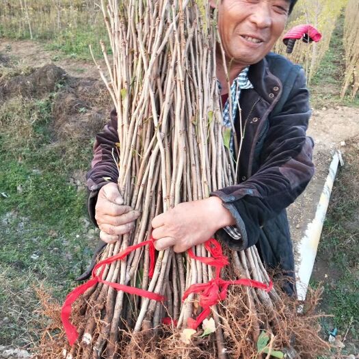 邳州市银杏实生苗 大量批发2年生银杏苗60高根系发达