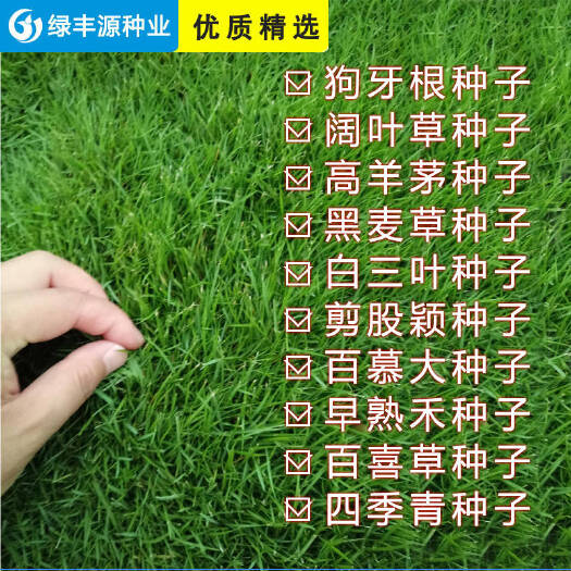 沭阳县 高档草坪种子百慕大种子球场庭院草坪草籽耐寒耐旱免修剪四季常