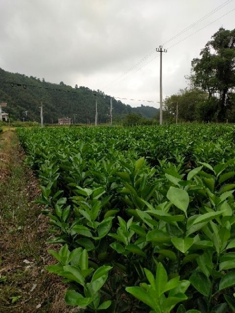 吉安 纽荷尔脐橙苗，