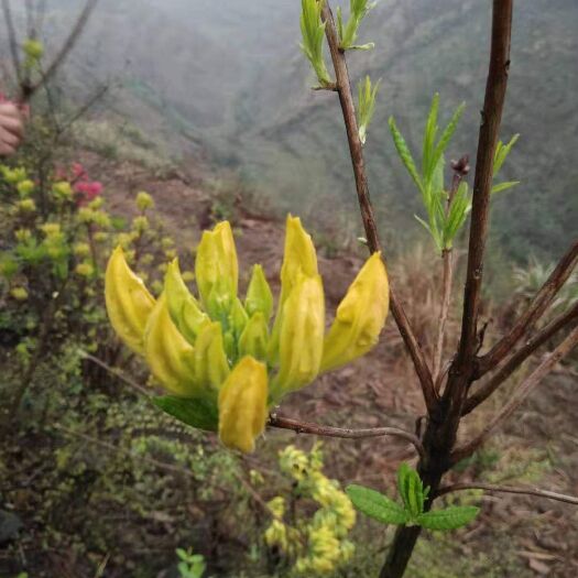 阳新县黄花杜鹃 0.5~1米