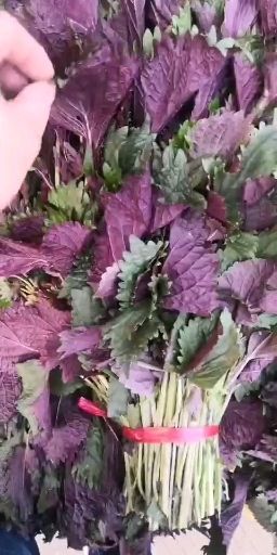 佛山新鲜紫苏  紫苏叶