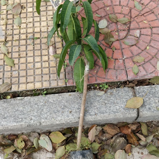 漳平市 金煌芒果苗，带花带果