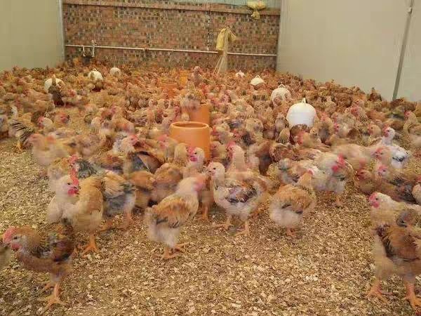 百色K9麻黄鸡苗 大种要200起发