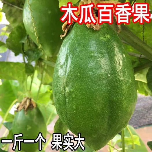 灵山县 新品种香蜜木瓜百香果苗黄金百香果树苗甜蜜蜜四季可种盆栽地栽