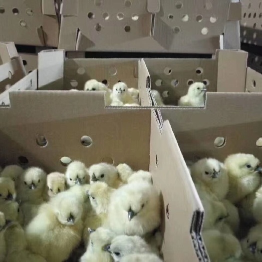 广州 白凤乌鸡苗 竹丝鸡苗 白羽黑肉 做马立克疫苗