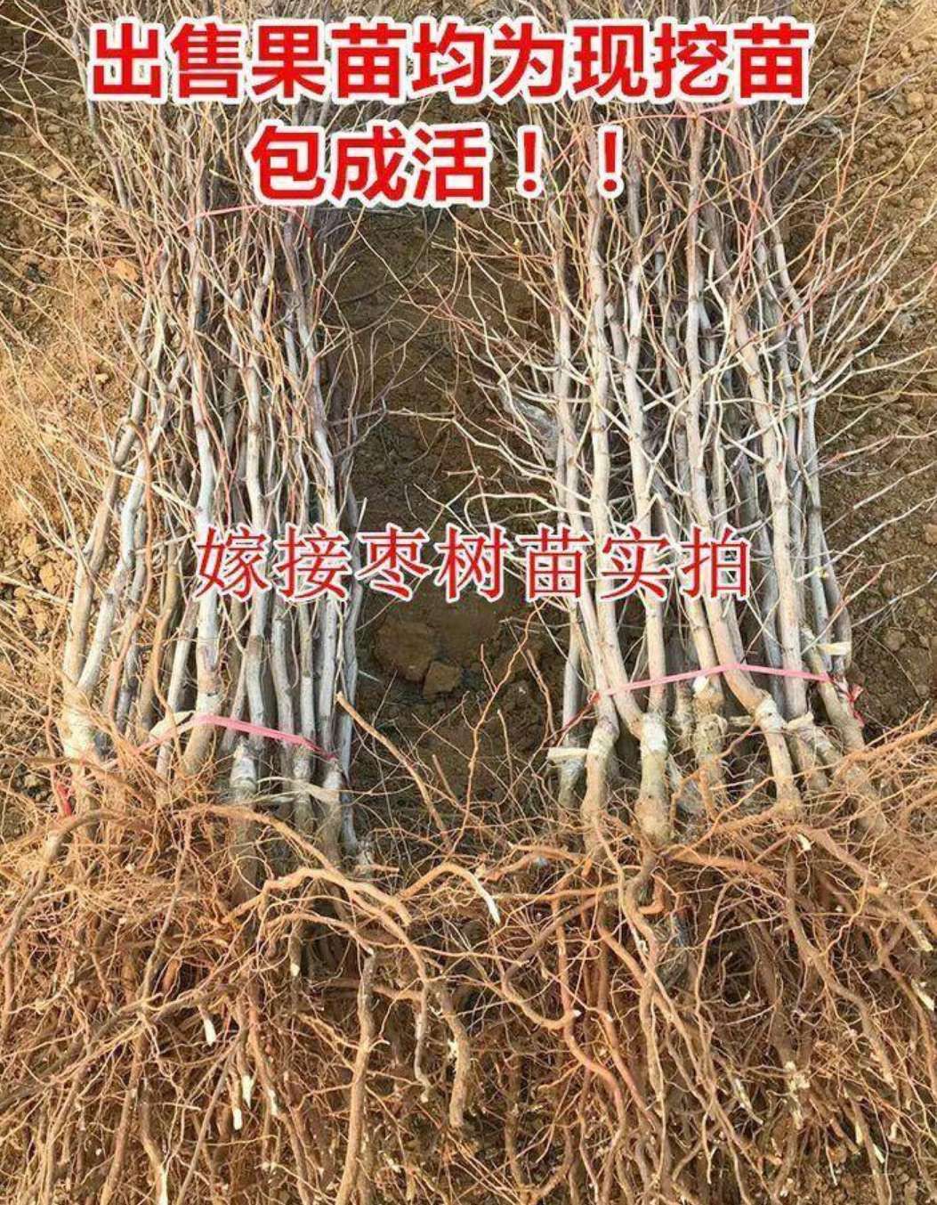  蟠枣树苗 嫁接苗 现挖苗 保湿发货  包成活 南北方均可种植