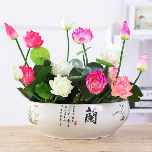 沭阳县 碗莲种子水培植物花种四季室内开花水养睡莲荷花种子莲花种籽盆栽