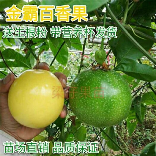 灵山县 果苗百香果苗爬藤盆栽果苗紫香满天星黄金百香果树苗当年结果