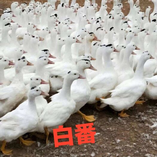 南宁大种白番鸭苗 白番鸭