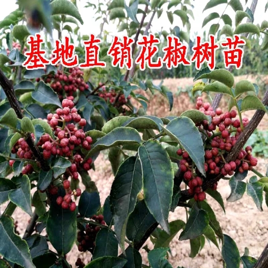 平邑县 花椒树苗大红袍花椒苗四川食用麻椒苗盆栽地栽高产种当年结