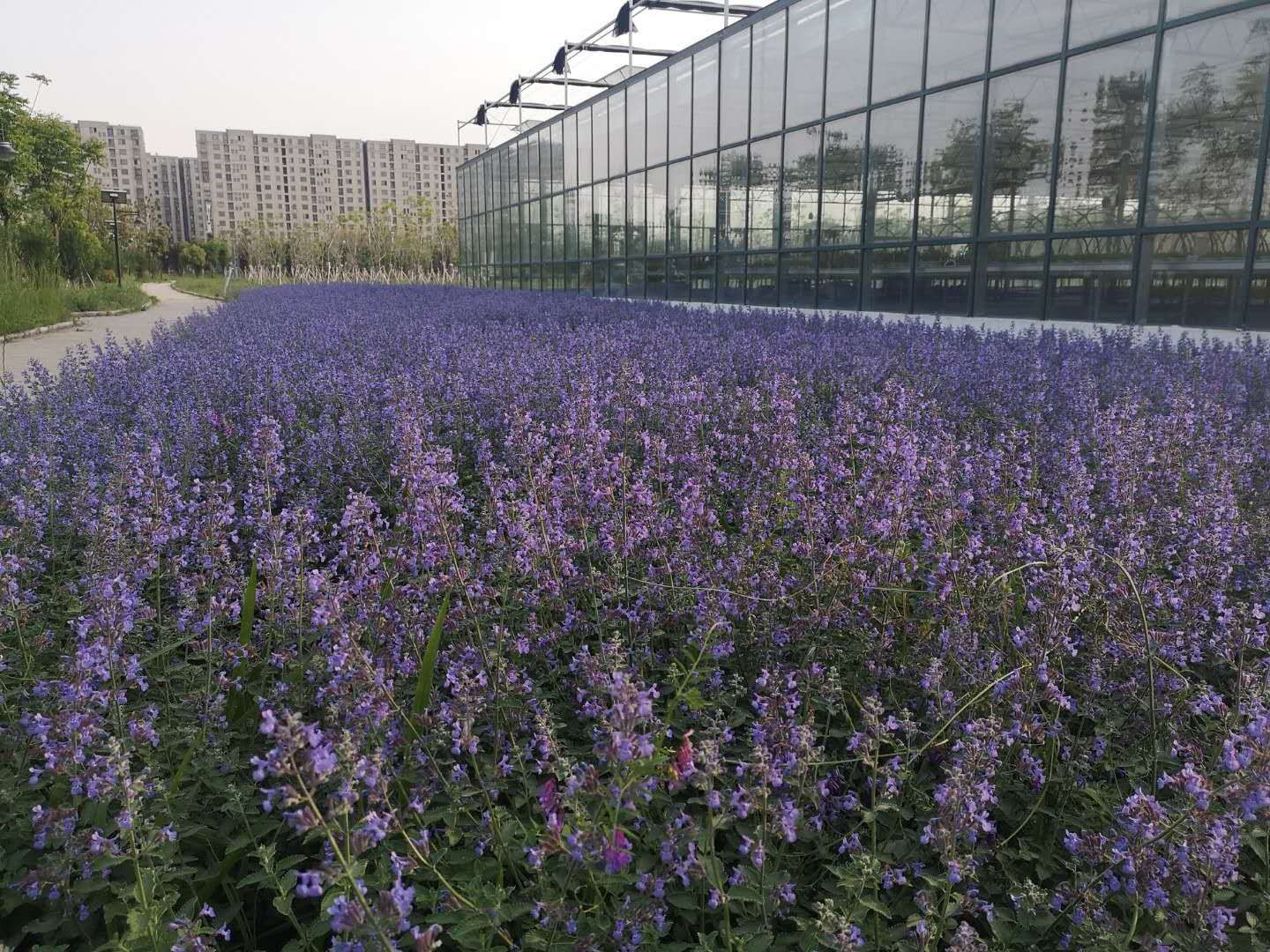 薄荷盆栽 茂生香草香草苗綠植貓薄荷花海工程穴盤苗