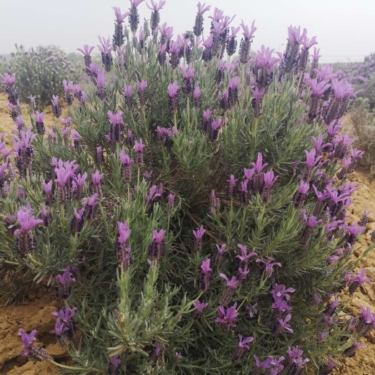 茂生香草园花卉西班牙薰衣草穴盘苗香草苗芳香植物花海建设用苗