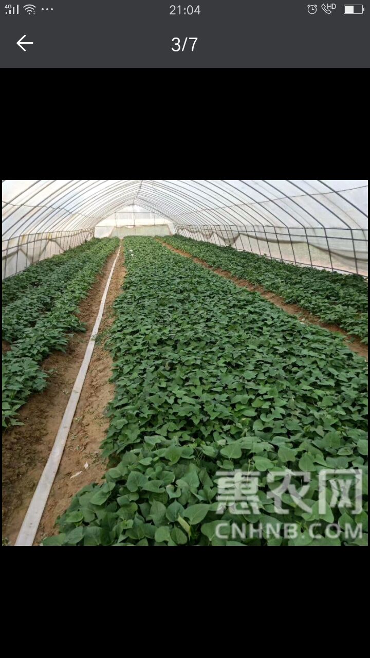 西瓜红红薯苗 冷棚脱毒红薯苗。