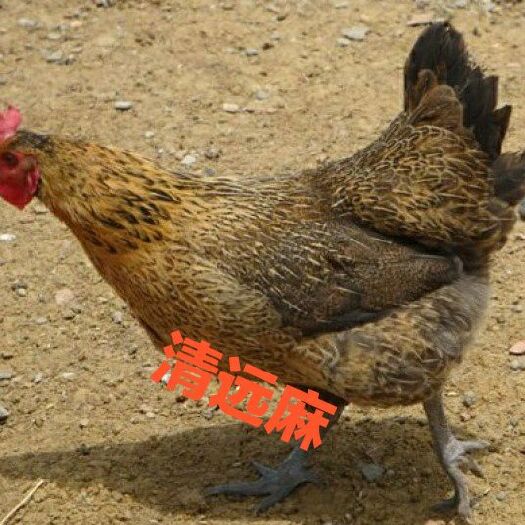 南宁 清远麻鸡苗