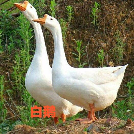 南宁 白鹅苗