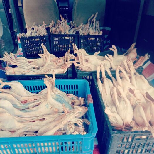  兔肉