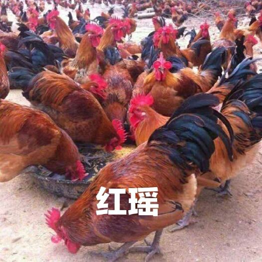 南宁 红瑶鸡苗
