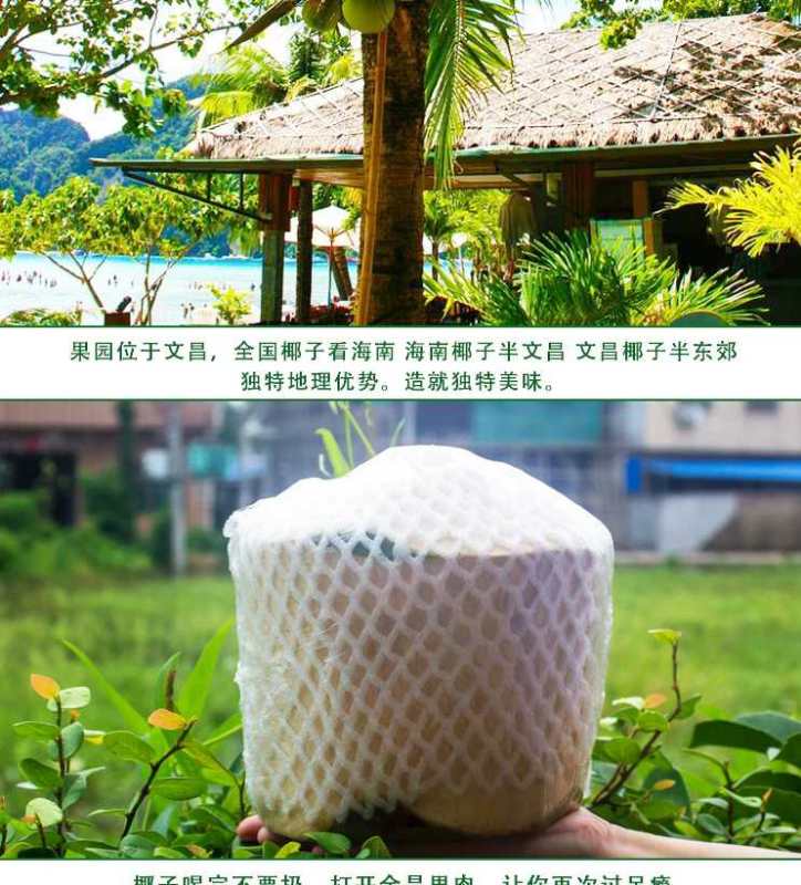 海南椰青批发文昌东郊产地9个装椰子包邮电商水果超市