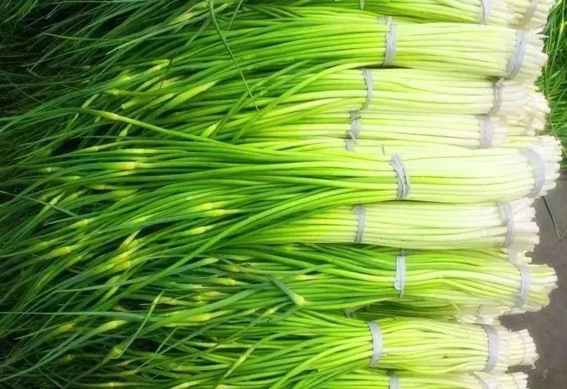 紫皮蒜苔 黑沙洲无公害,绿色紫皮蒜薹