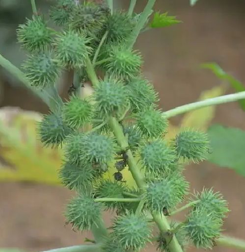 新采蓖麻种子 红蓖麻 绿蓖麻 老麻子草麻种子蓖麻油 中草药材