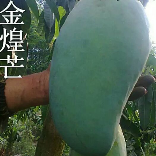 灵山县金煌芒果苗 果树苗  金煌芒  果大皮薄肉甜  产量高