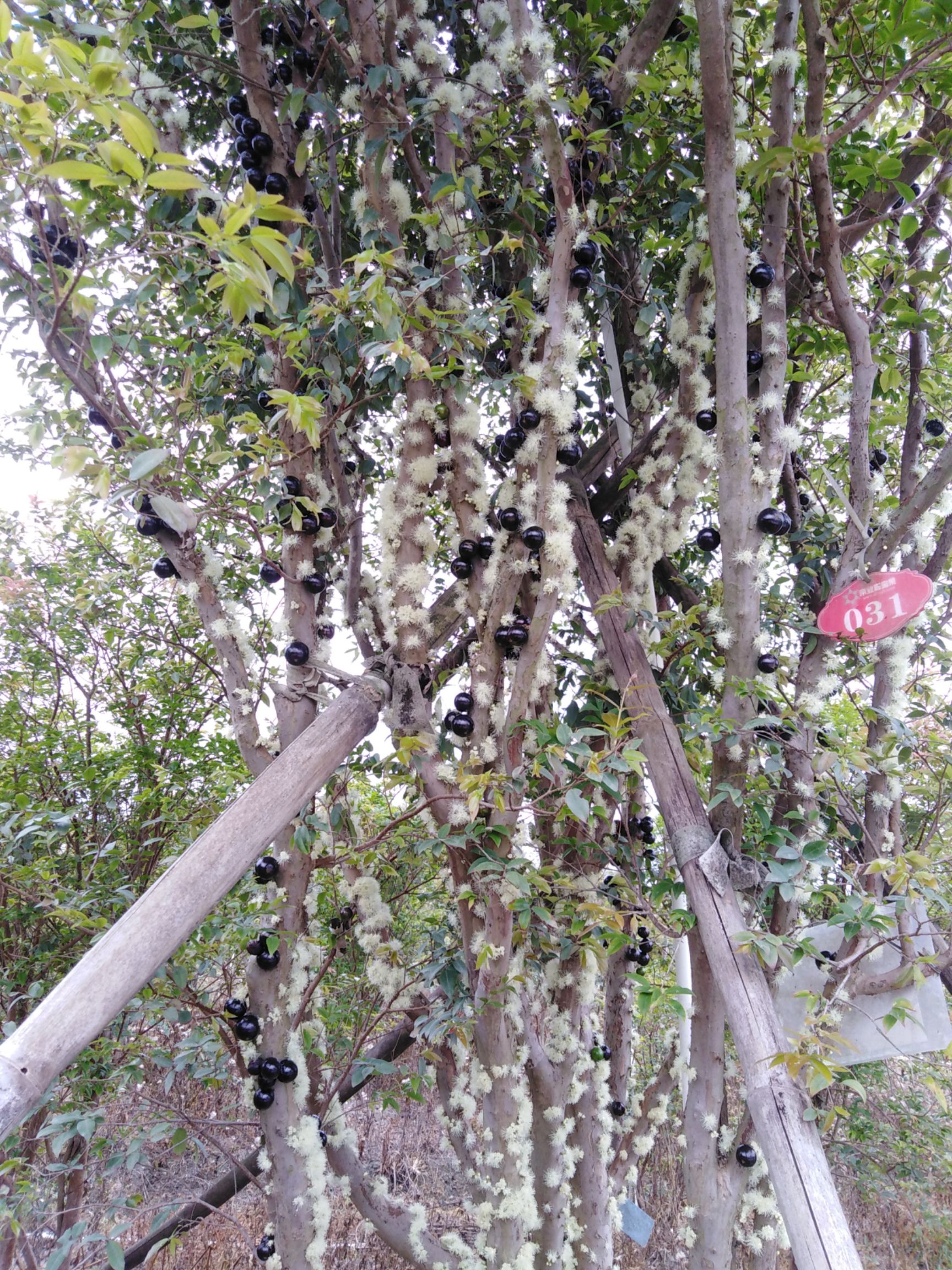 沙巴嘉宝果 帝业果场嘉宝果 嘉宝果