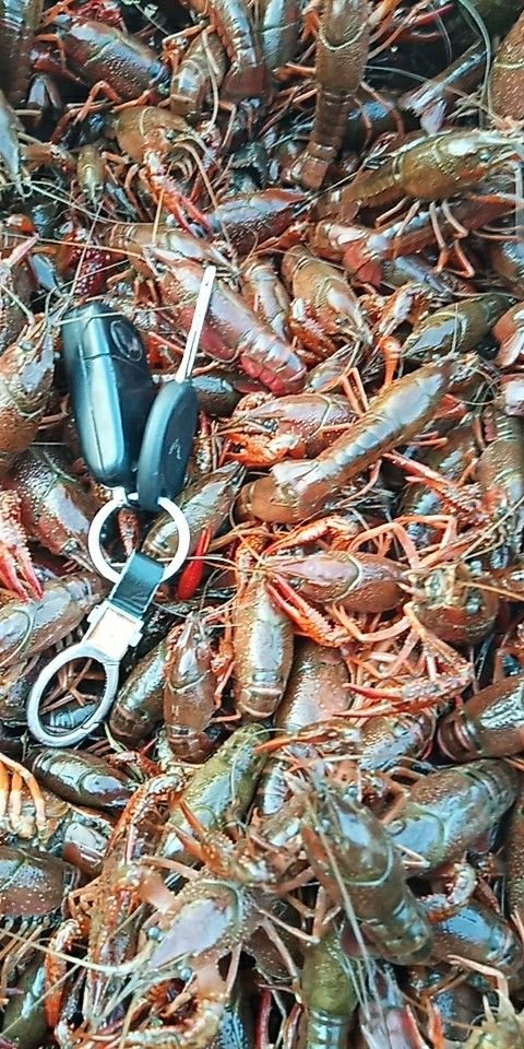 潜江市潜江小龙虾 4-6钱 人工养殖