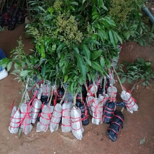灵山县妃子笑荔枝苗
