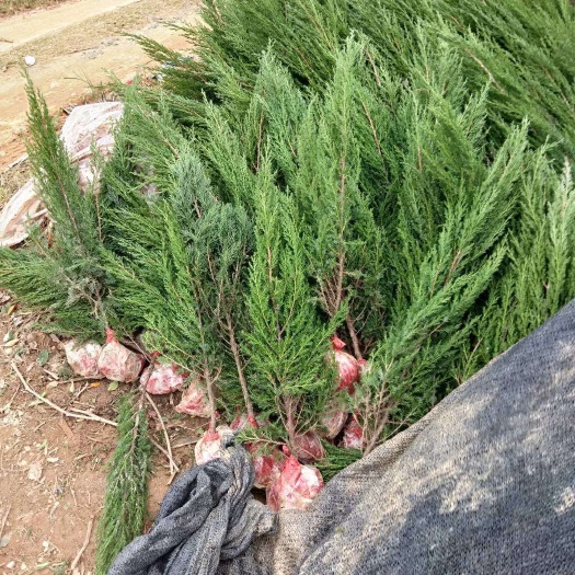 灵山县钦桔一号柑桔苗 桃花三牛李茂谷柑沃柑金桔油茶都有苗出售尨