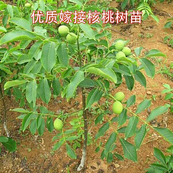 薄皮核桃苗  薄纸皮核桃现挖现发成活率高，适应南北方种植当年结果！