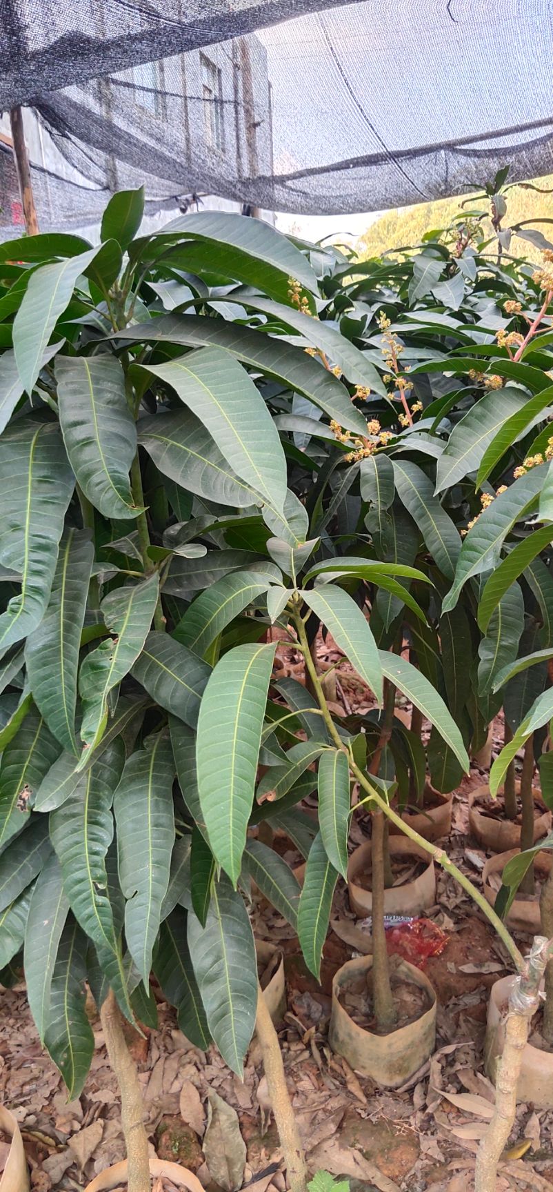 金煌芒果苗  桂七、金煌芒、台农一号芒果苗