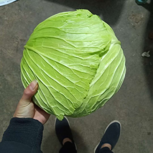 重庆市大白菜