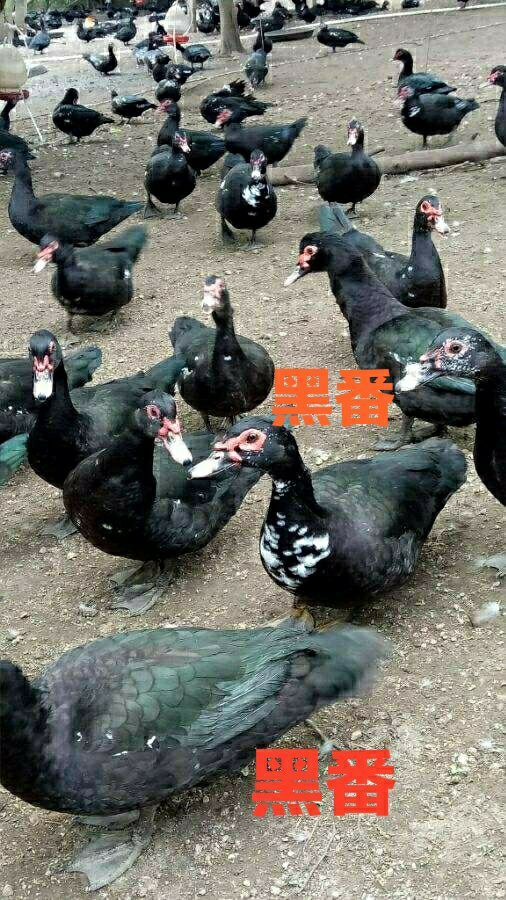 南宁 黑番鸭苗