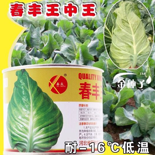 青县牛心甘蓝种子春丰大牛心争春蔬菜四季播秋季冬季菜种子