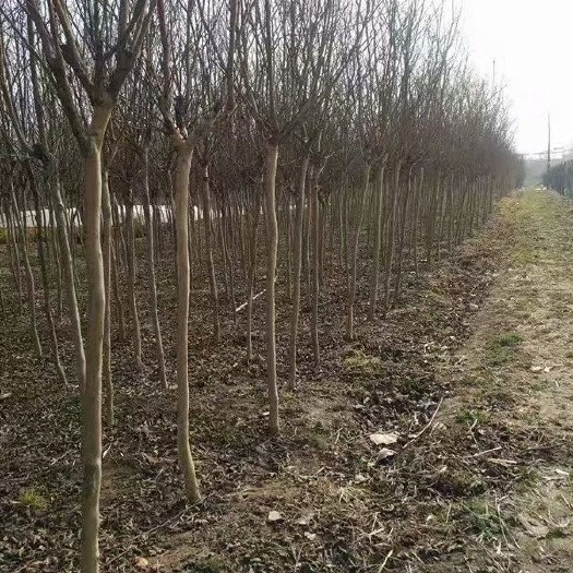如皋市红花紫薇