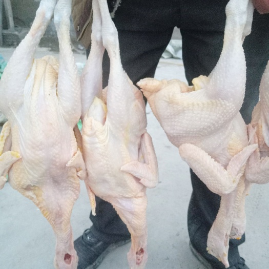 菏泽白条鸡 低价处理自家养的罗曼鸡