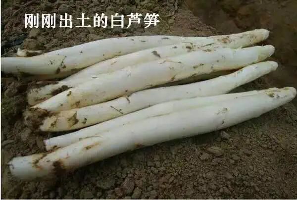 新鲜芦笋白芦笋龙须菜芦笋一级超市基地批发现摘现发一件代发