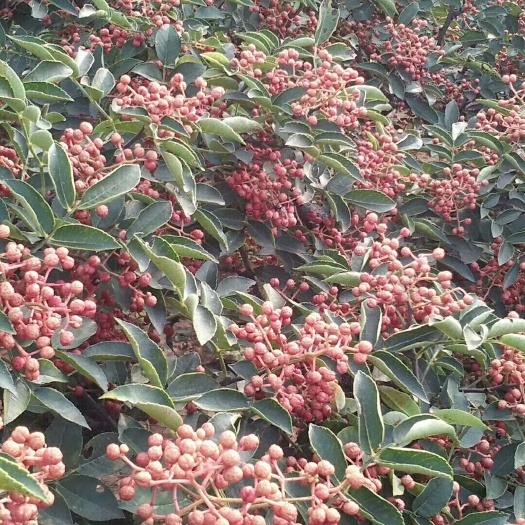 宜阳县大红袍花椒苗 优质大红袍花椒树苗，欢迎订购，量大从优，