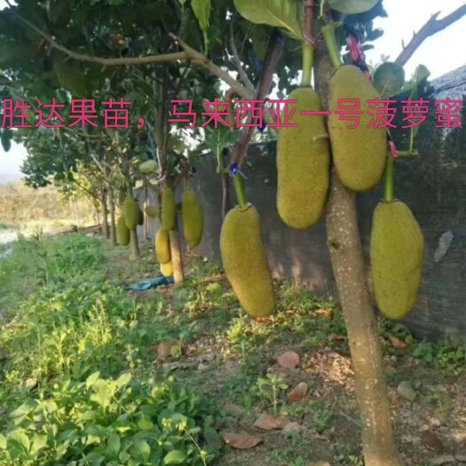 灵山县马来西亚一号菠萝蜜苗 马来西亚一号菠萝蜜，四季菠萝蜜