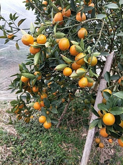 融安县滑皮金桔 清香甜汁多大特果