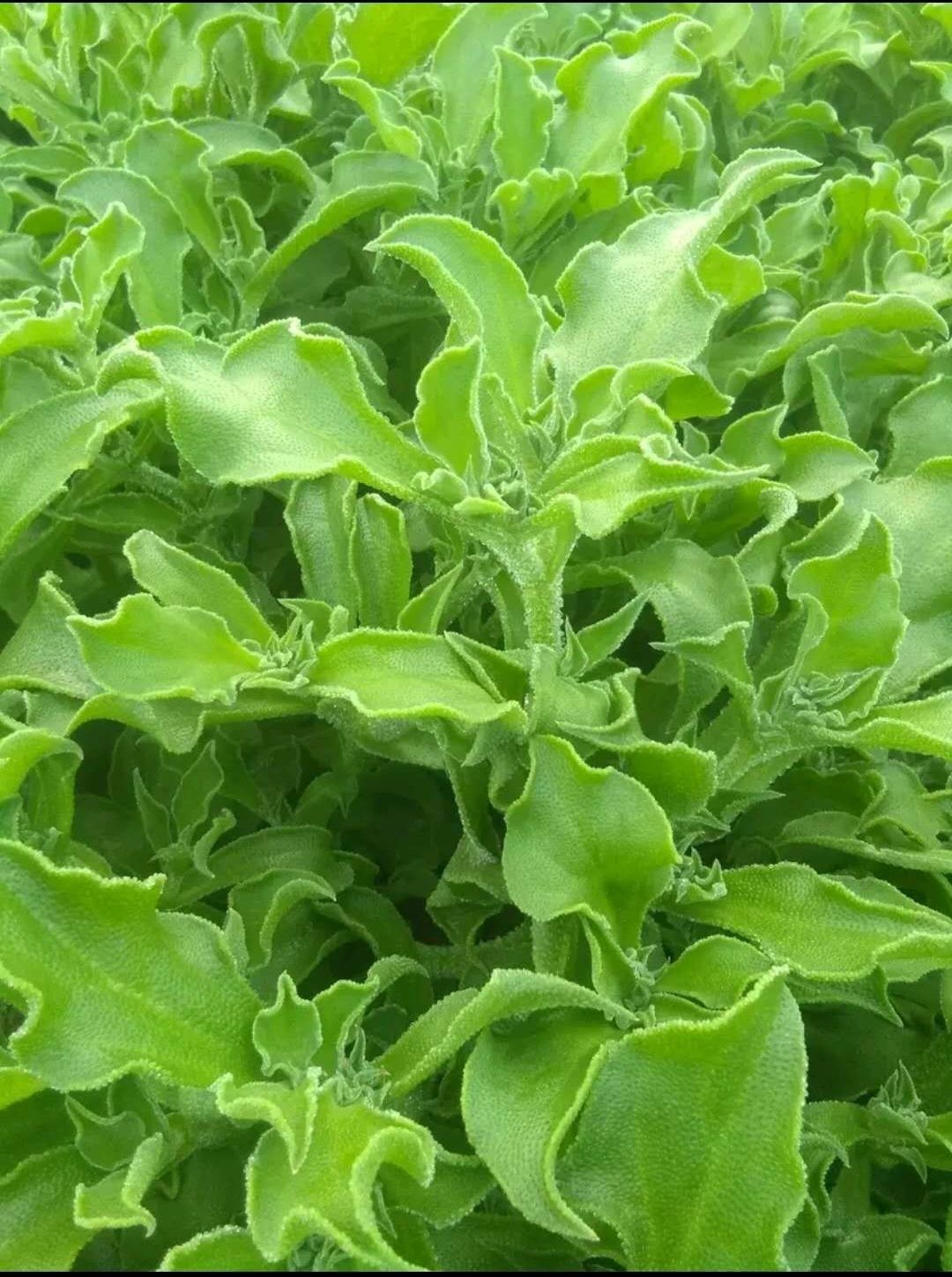 富贵菜 田七批发,常年有货,货源充足欢迎订购!