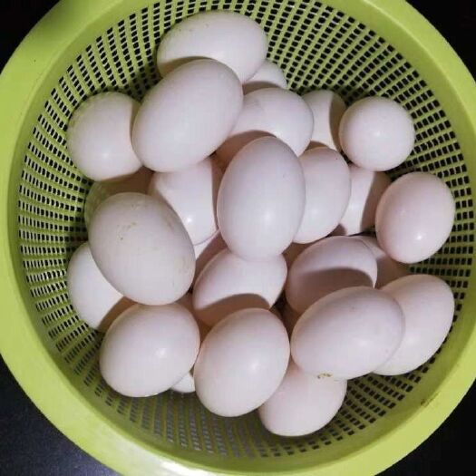 夏邑县肉鸽蛋 新鲜