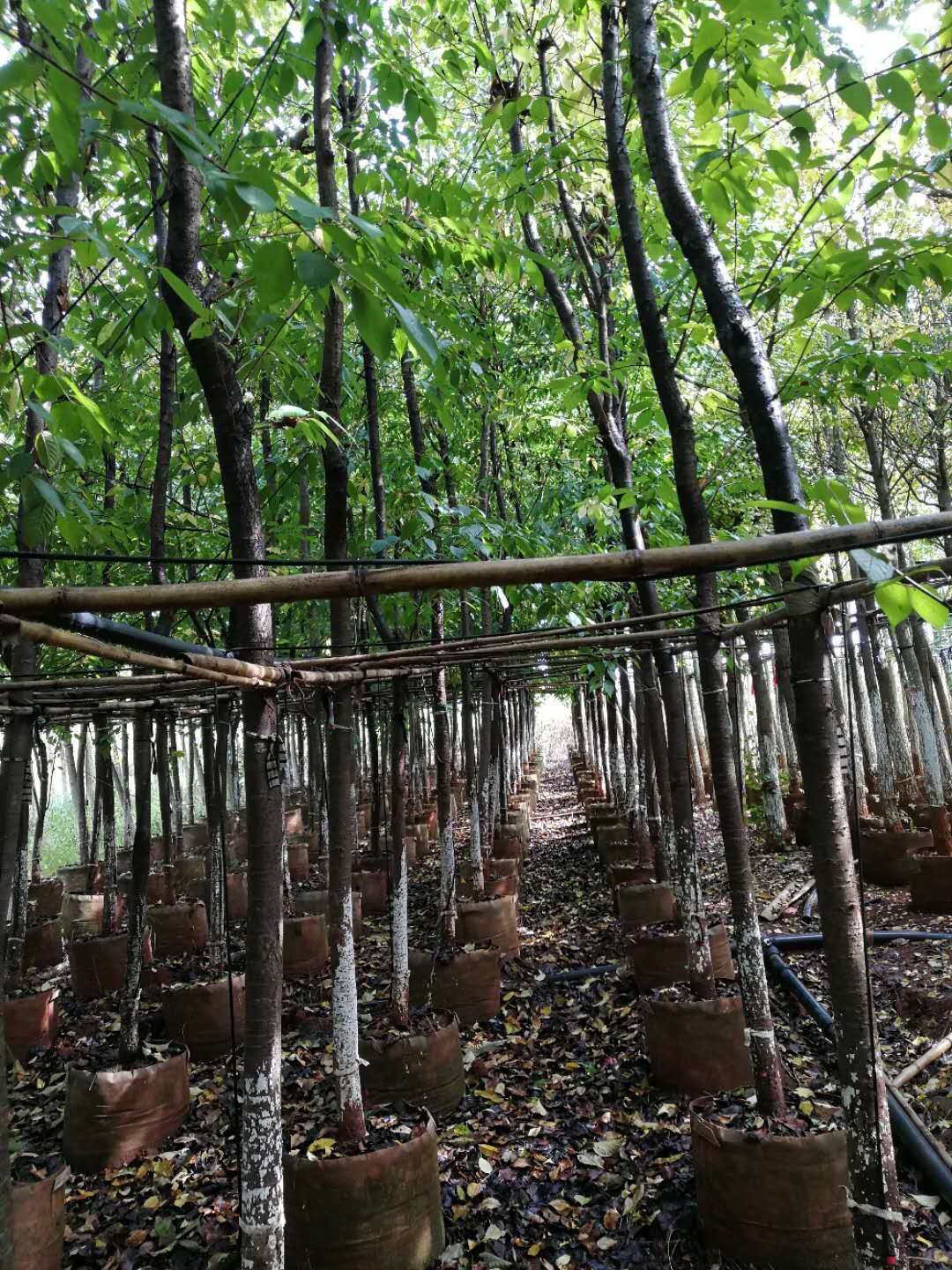  米径五公分到八公分云南樱花袋苗