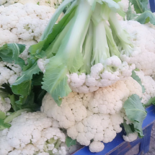 徐州白花菜花  大掉价