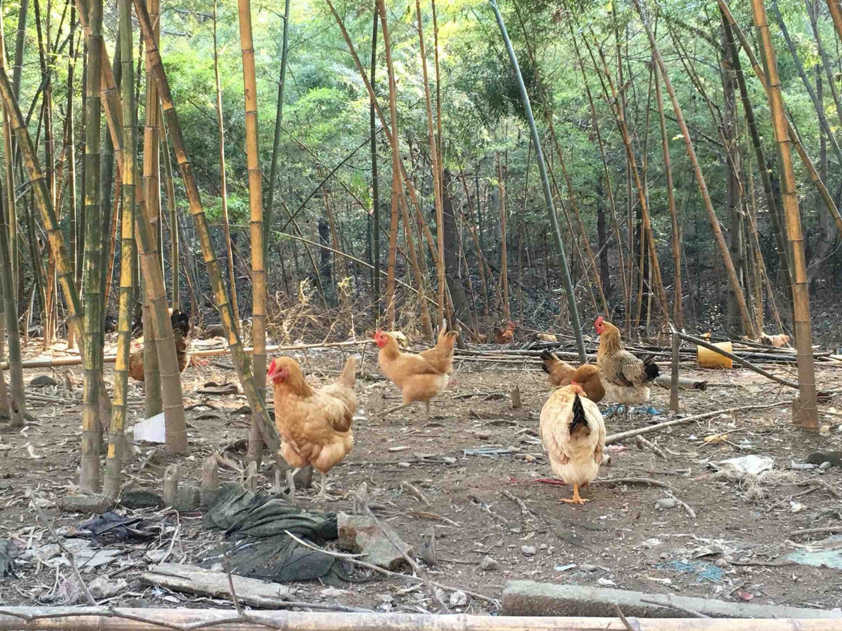 土雞 山上竹林散養雞