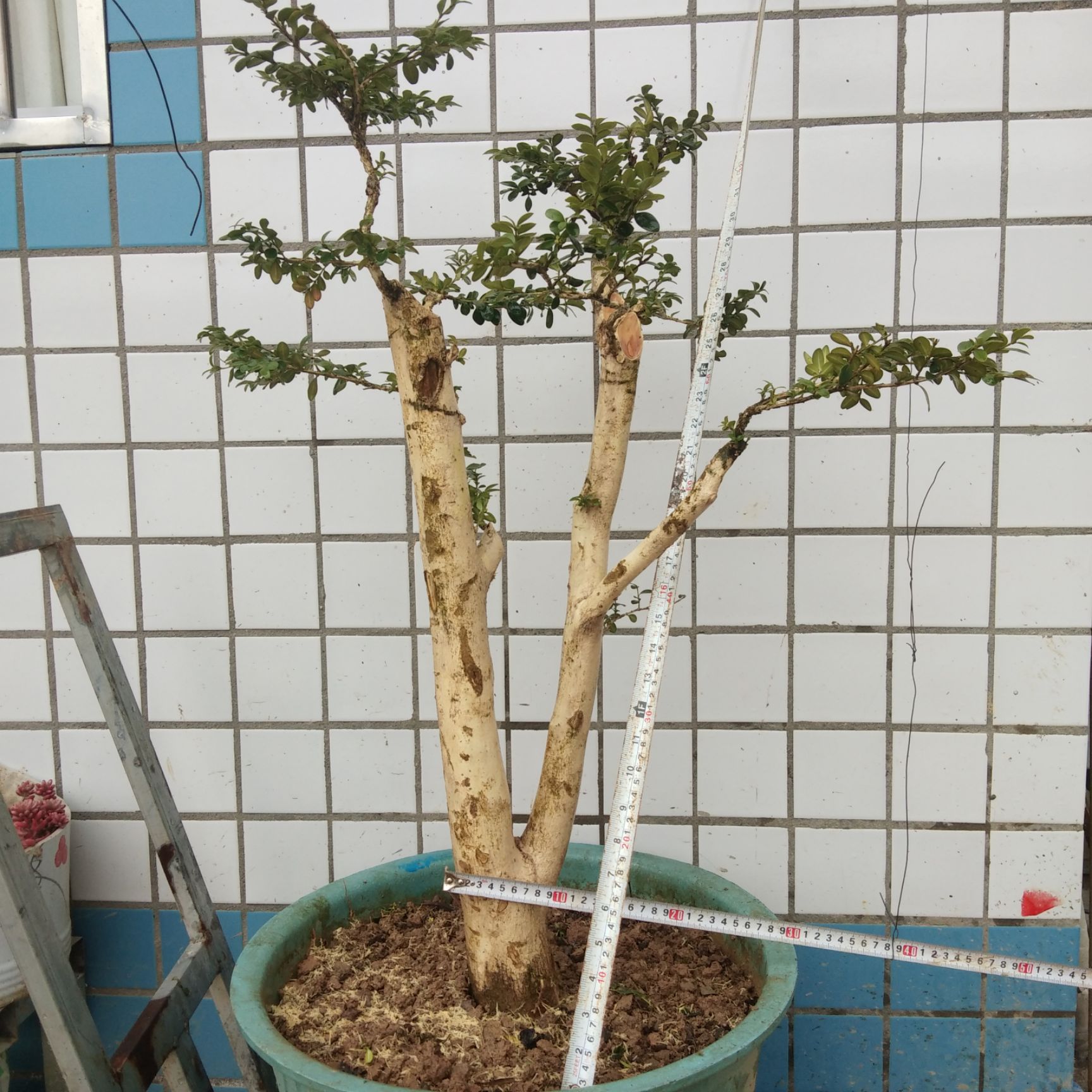 瓜子黄杨木 瓜子黄杨熟桩，高山黄杨，品质保证！再养几年就成形了价值翻倍！