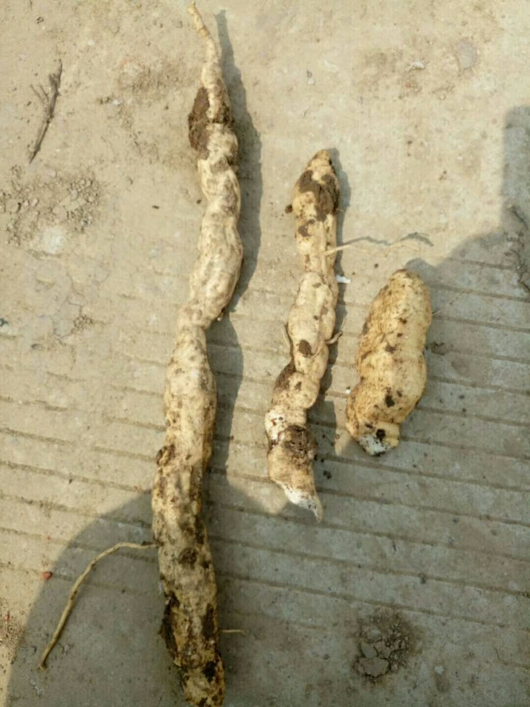 瓜蒌 皖蒌9号根种苗